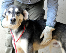 KOREK, Hund, Mischlingshund in Italien - Bild 2