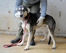 KOREK, Hund, Mischlingshund in Italien - Bild 3
