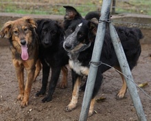 TALOM, Hund, Mischlingshund in Griechenland - Bild 16