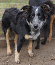 TALOM, Hund, Mischlingshund in Griechenland - Bild 2