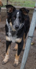 TALOM, Hund, Mischlingshund in Griechenland - Bild 3