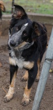 TALOM, Hund, Mischlingshund in Griechenland - Bild 4