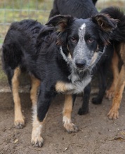 TALOM, Hund, Mischlingshund in Griechenland - Bild 6