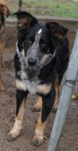 TALOM, Hund, Mischlingshund in Griechenland - Bild 7