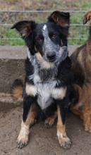 TALOM, Hund, Mischlingshund in Griechenland - Bild 9