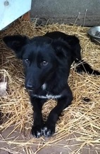 COSMA, Hund, Mischlingshund in Rumänien - Bild 1