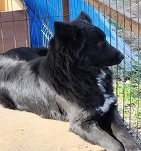 COSMA, Hund, Mischlingshund in Rumänien - Bild 10
