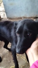 COSMA, Hund, Mischlingshund in Rumänien - Bild 2
