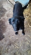 COSMA, Hund, Mischlingshund in Rumänien - Bild 3