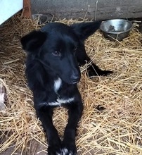 COSMA, Hund, Mischlingshund in Rumänien - Bild 5