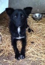 COSMA, Hund, Mischlingshund in Rumänien - Bild 6