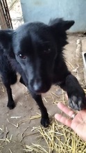 COSMA, Hund, Mischlingshund in Rumänien - Bild 7