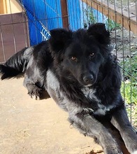 COSMA, Hund, Mischlingshund in Rumänien - Bild 8