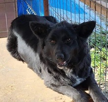 COSMA, Hund, Mischlingshund in Rumänien - Bild 9