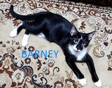 BARNEY, Katze, Europäisch Kurzhaar in Bulgarien - Bild 1