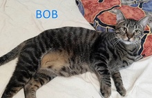 BOB, Katze, Europäisch Kurzhaar in Bulgarien - Bild 1