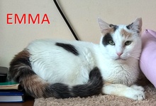 EMMA, Katze, Europäisch Kurzhaar in Bulgarien - Bild 1