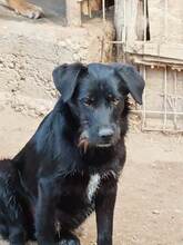 SVEN, Hund, Mischlingshund in Rumänien - Bild 1