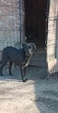 SVEN, Hund, Mischlingshund in Rumänien - Bild 4