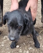 SVEN, Hund, Mischlingshund in Rumänien - Bild 5