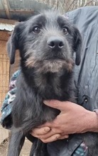 SVEN, Hund, Mischlingshund in Rumänien - Bild 6