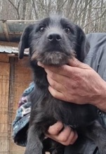 SVEN, Hund, Mischlingshund in Rumänien - Bild 7