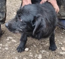 SVEN, Hund, Mischlingshund in Rumänien - Bild 8