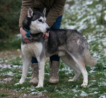ULYSSES, Hund, Siberian Husky in Ungarn - Bild 10