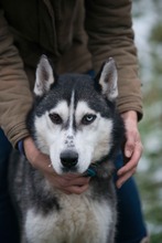 ULYSSES, Hund, Siberian Husky in Ungarn - Bild 11