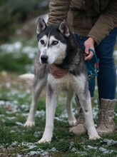 ULYSSES, Hund, Siberian Husky in Ungarn - Bild 4