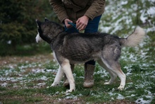 ULYSSES, Hund, Siberian Husky in Ungarn - Bild 5