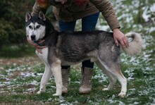 ULYSSES, Hund, Siberian Husky in Ungarn - Bild 6