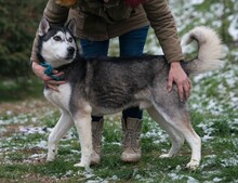 ULYSSES, Hund, Siberian Husky in Ungarn - Bild 7
