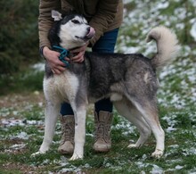 ULYSSES, Hund, Siberian Husky in Ungarn - Bild 9
