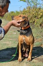 AKIRA, Hund, Mischlingshund in Griechenland - Bild 10