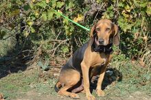 AKIRA, Hund, Mischlingshund in Griechenland - Bild 8