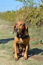 AKIRA, Hund, Mischlingshund in Griechenland - Bild 9