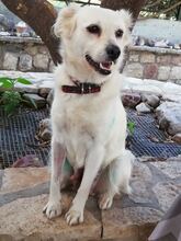 KALYPSO, Hund, Mischlingshund in Griechenland - Bild 1