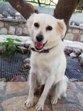 KALYPSO, Hund, Mischlingshund in Griechenland - Bild 2