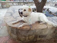 KALYPSO, Hund, Mischlingshund in Griechenland - Bild 3