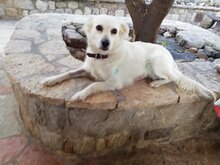 KALYPSO, Hund, Mischlingshund in Griechenland - Bild 4