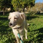 KALYPSO, Hund, Mischlingshund in Griechenland - Bild 7