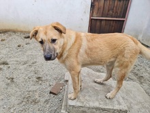 KYGO, Hund, Mischlingshund in Rumänien - Bild 1