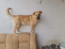 KYGO, Hund, Mischlingshund in Rumänien - Bild 2