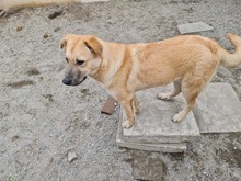 KYGO, Hund, Mischlingshund in Rumänien - Bild 3