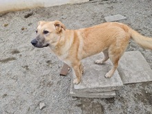 KYGO, Hund, Mischlingshund in Rumänien - Bild 4