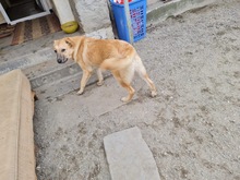KYGO, Hund, Mischlingshund in Rumänien - Bild 5