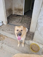 KYGO, Hund, Mischlingshund in Rumänien - Bild 6
