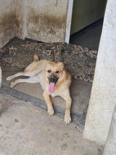KYGO, Hund, Mischlingshund in Rumänien - Bild 7
