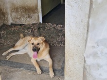 KYGO, Hund, Mischlingshund in Rumänien - Bild 8